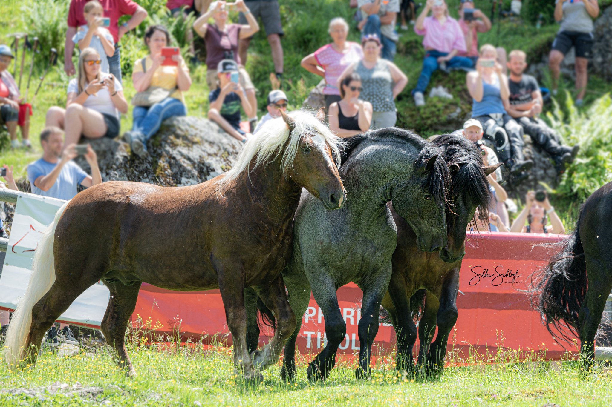 Noriker Stallion Drive, Kirchberg @Silke Schlogl